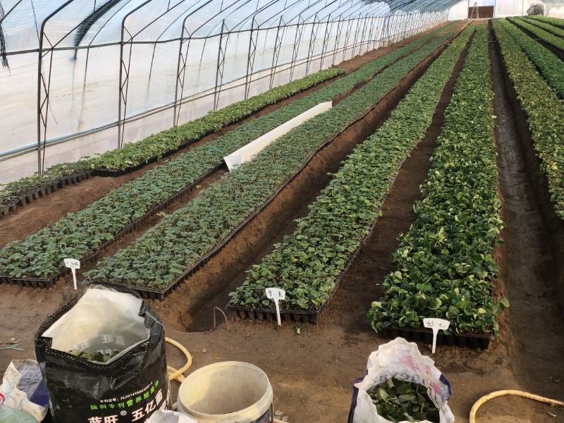 粉玉草莓苗粉玉1号粉玉2号脱毒一代苗脱毒二代苗