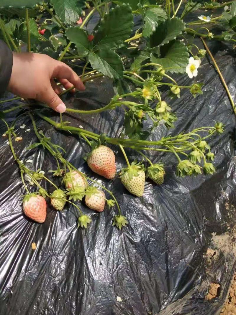 粉玉草莓苗粉玉1号粉玉2号脱毒一代苗脱毒二代苗
