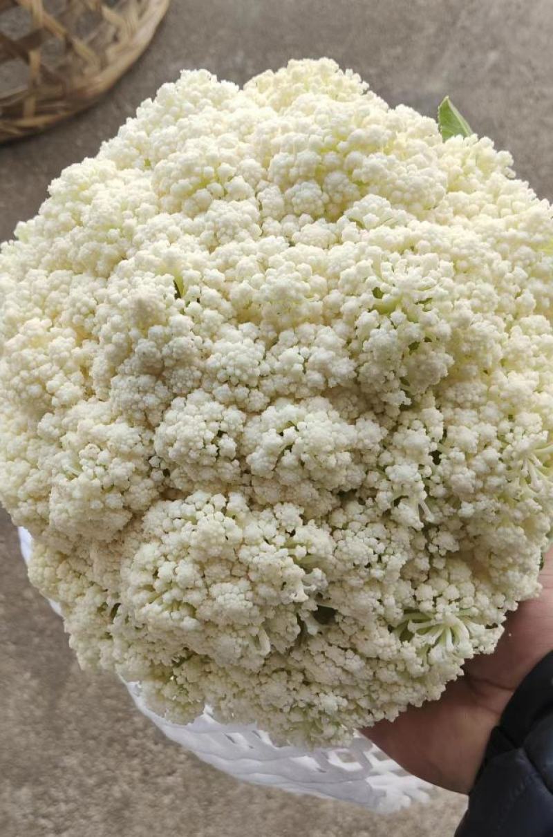 【实力】有机花菜山东菜花个头均匀产地直发一手货源交通便利