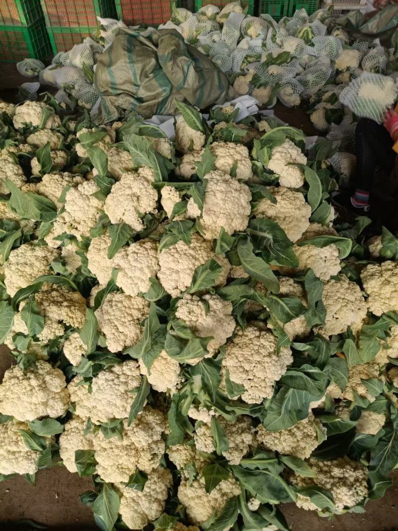 【实力】有机花菜山东菜花个头均匀产地直发一手货源交通便利