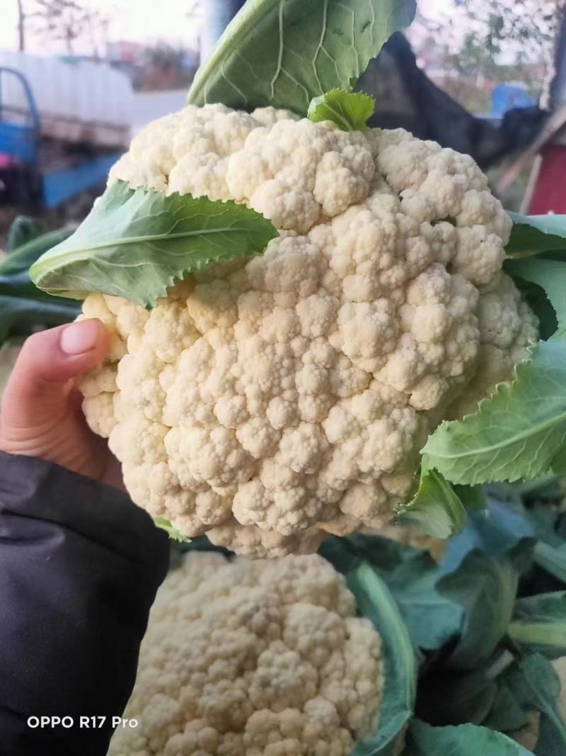 【实力】有机花菜山东菜花个头均匀产地直发一手货源交通便利