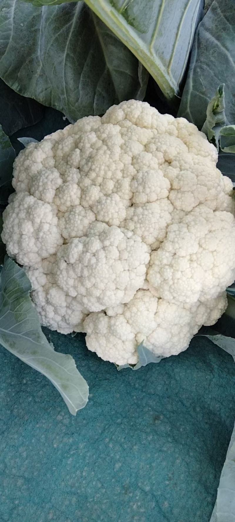 【实力】有机花菜山东菜花个头均匀产地直发一手货源交通便利