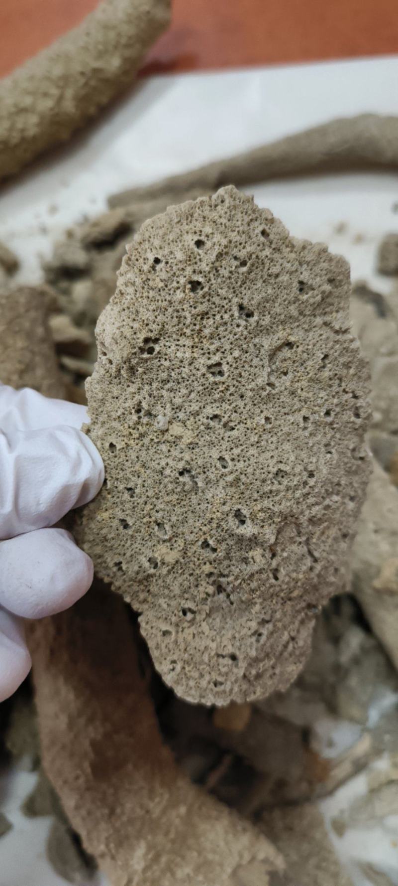 紫霄花包邮干品紫梢花产地直发量大从优冷背药材