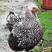 怀恩多特鸡，紫怀特，黑白花怀特，红怀特，种鸡，种蛋，种苗