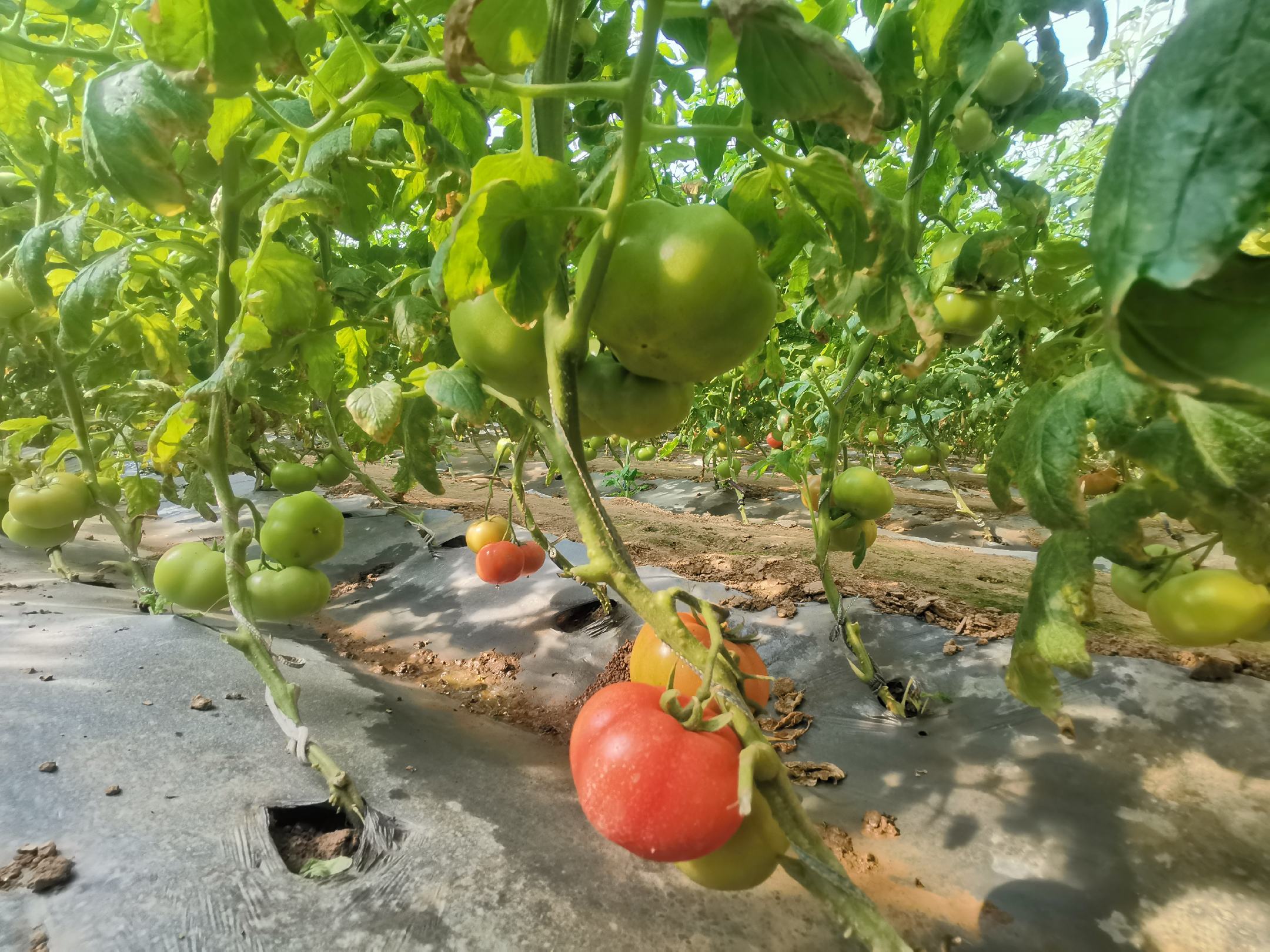 西红柿绿色防控示范基地实景图
