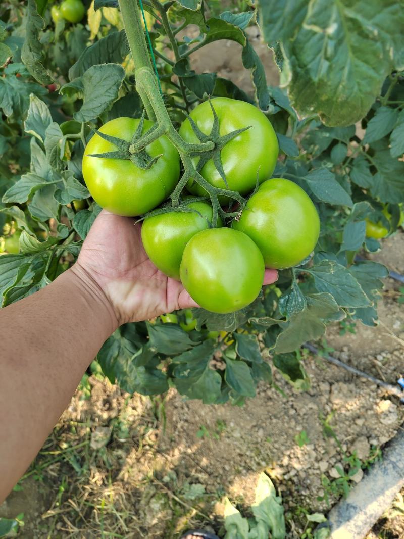 精品硬粉番茄