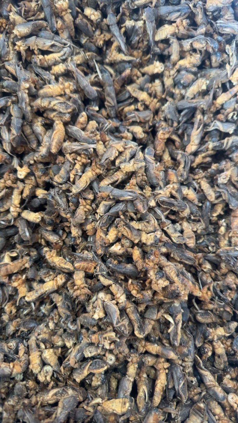 蝼蛄全干中药材量大优惠线下实体批发