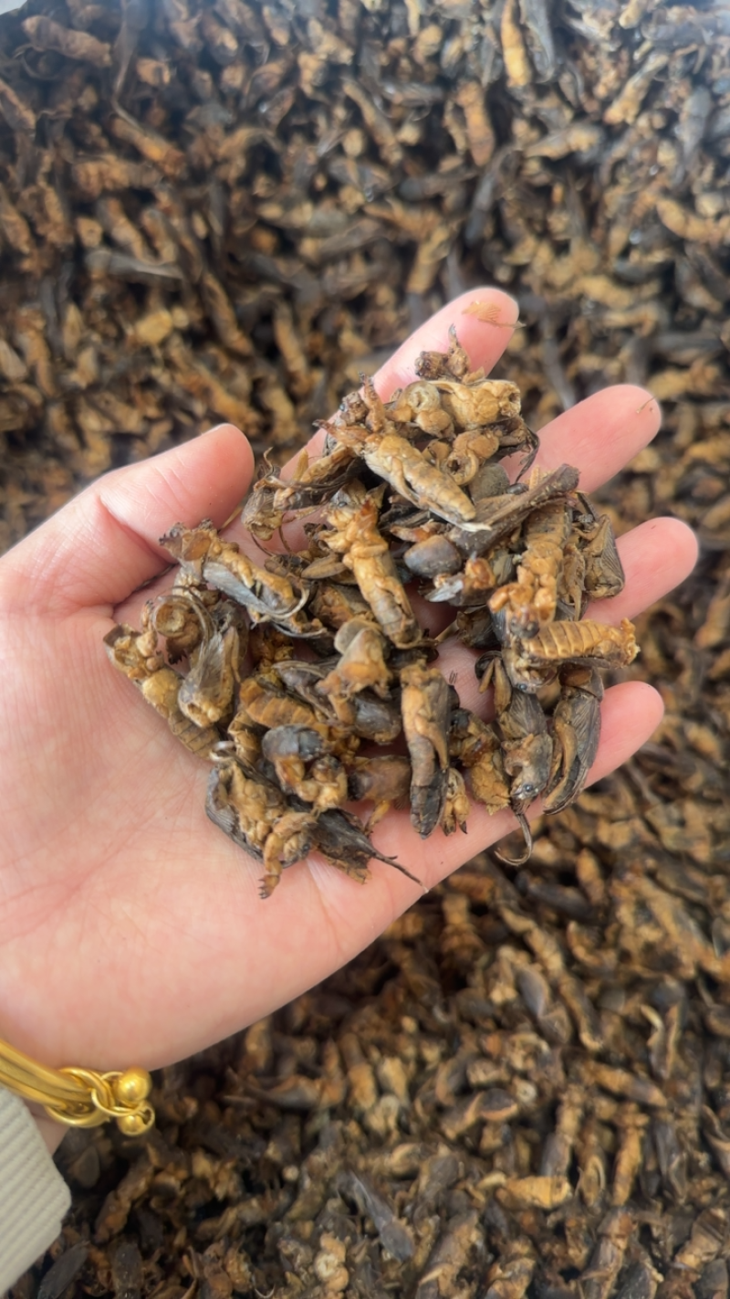 蝼蛄全干中药材量大优惠线下实体批发