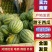 (推荐)甜王西瓜,云南西瓜常年代购代发,品质好,成熟度