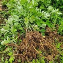 艾草根艾种子蕲春蕲艾苗艾根盆栽艾叶种植苗驱蚊艾蒿带