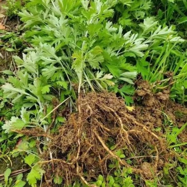 艾草根艾种子蕲春蕲艾苗艾根盆栽艾叶种植苗驱蚊艾蒿带