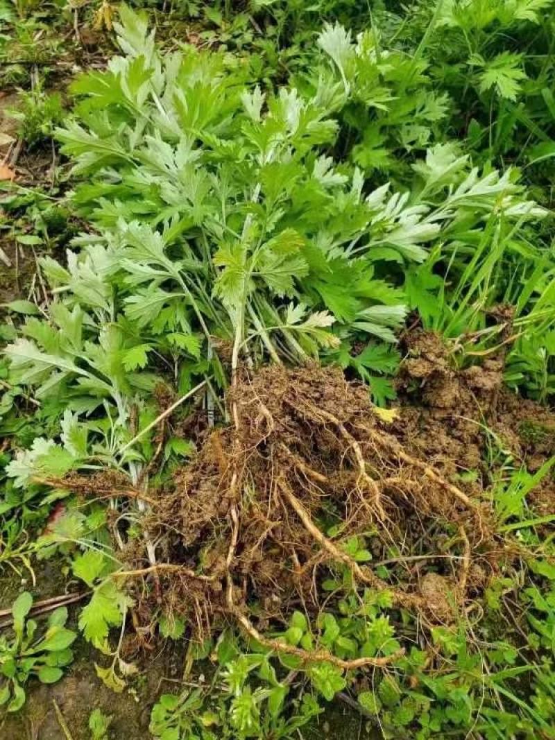 艾草根艾种子蕲春蕲艾苗艾根盆栽艾叶种植苗驱蚊艾蒿带