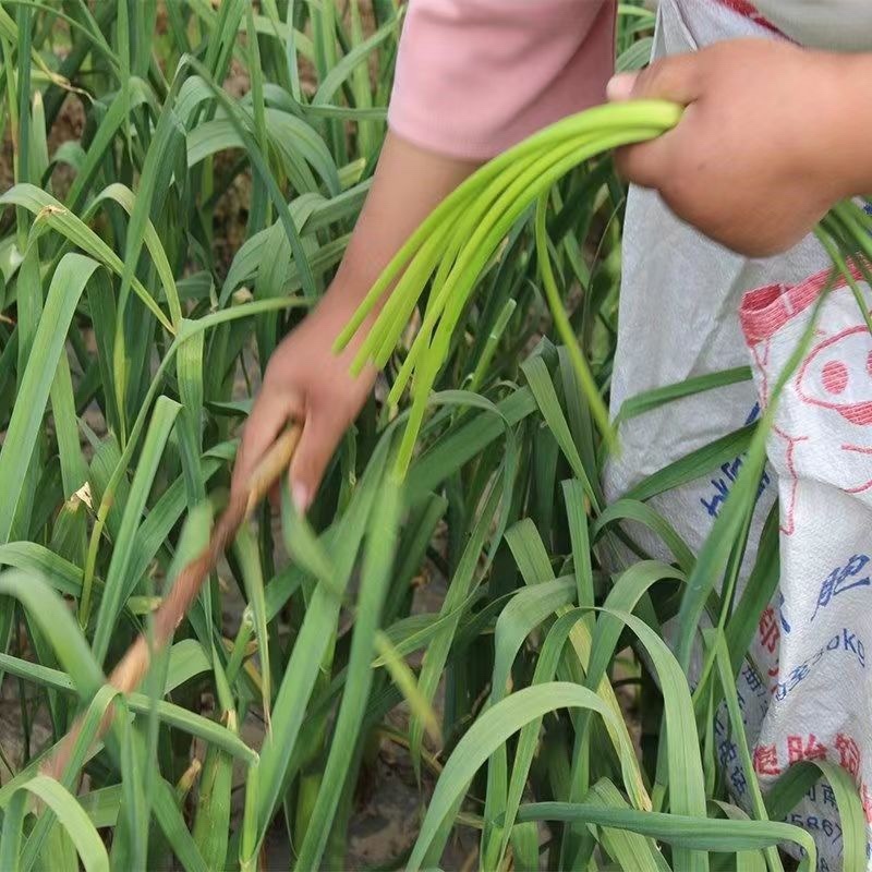 蒜苔精品蒜苔湖北蒜苔产可支持视频看货打款发货