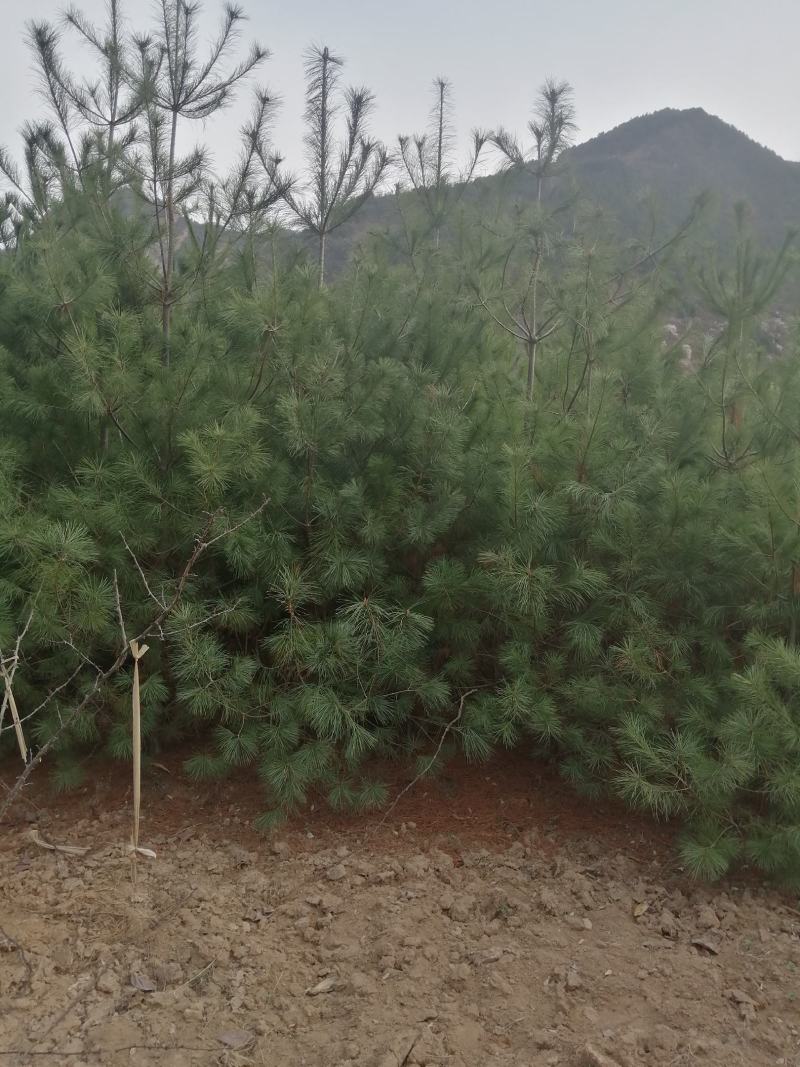 华山松