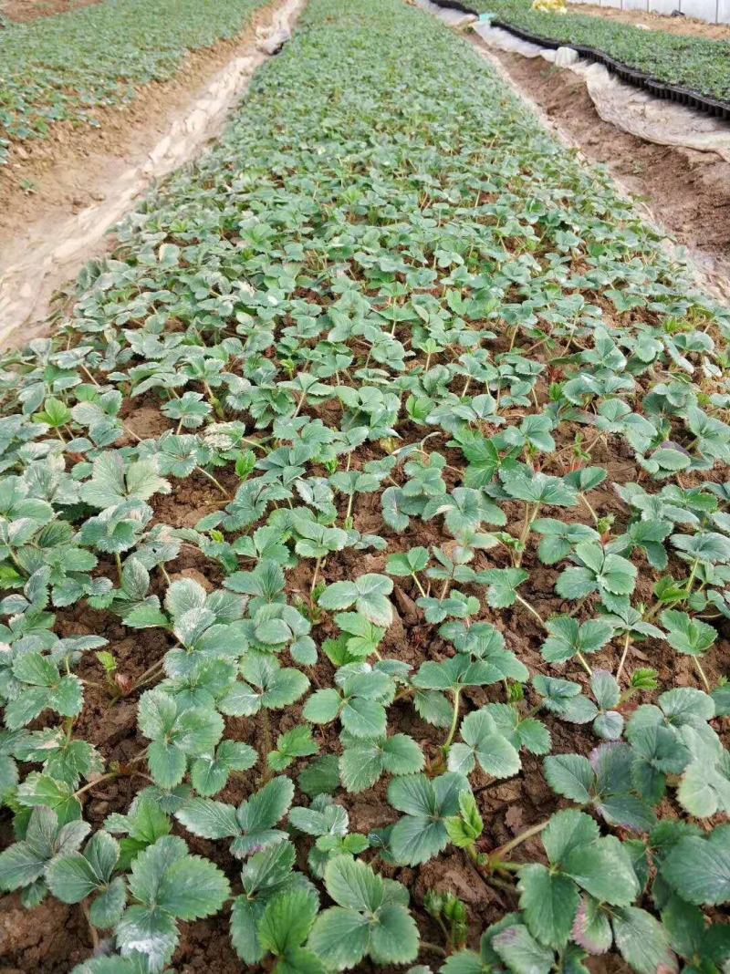 四季草莓苗蒙特瑞草莓苗基地里培育夏季草莓苗