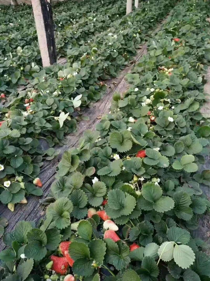 四季草莓苗蒙特瑞草莓苗基地里培育夏季草莓苗