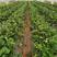 四季草莓苗蒙特瑞草莓苗基地里培育夏季草莓苗
