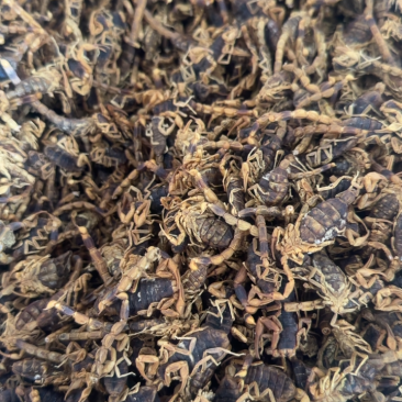 蝎子干中药材全干