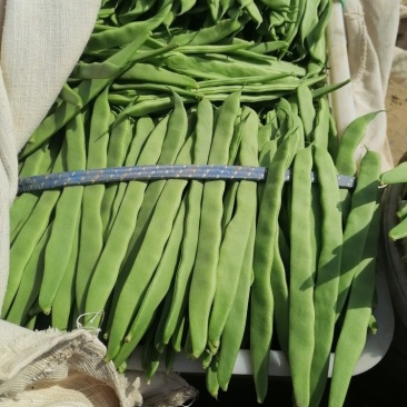 商河扁青芸豆