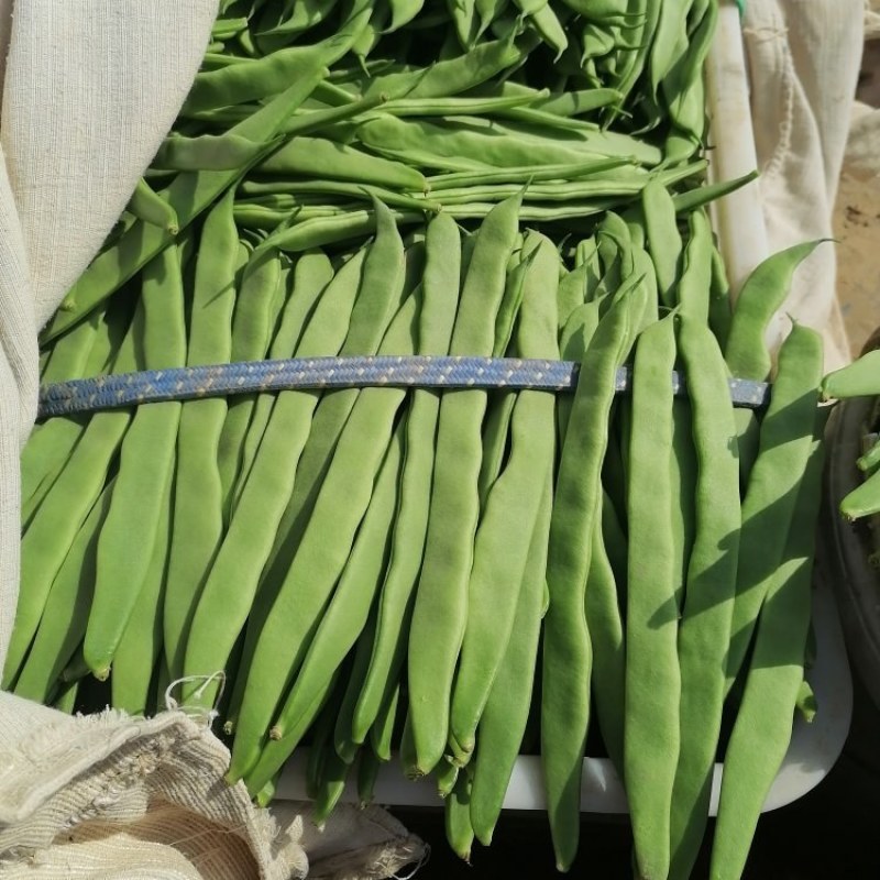 商河扁青芸豆