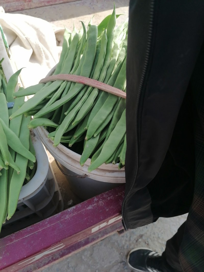 商河扁青芸豆