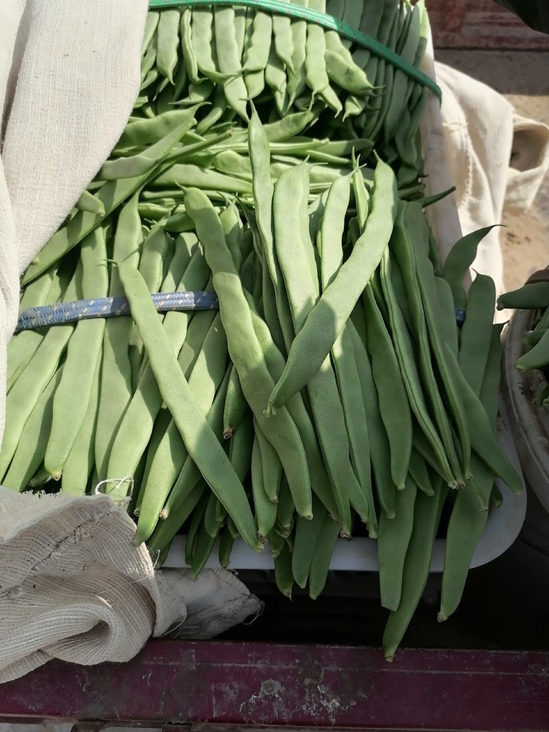 商河扁青芸豆