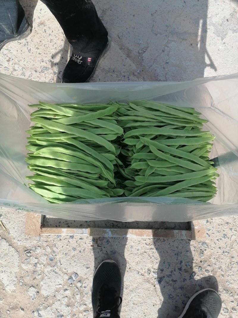 商河扁青芸豆