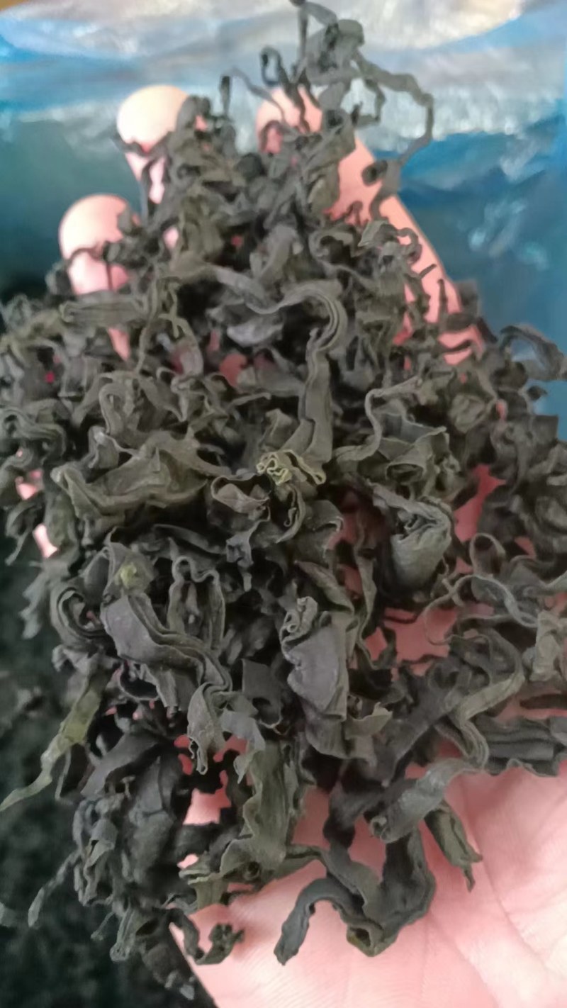 L号出口级别裙带菜无黄叶！很绿！泡发率高！