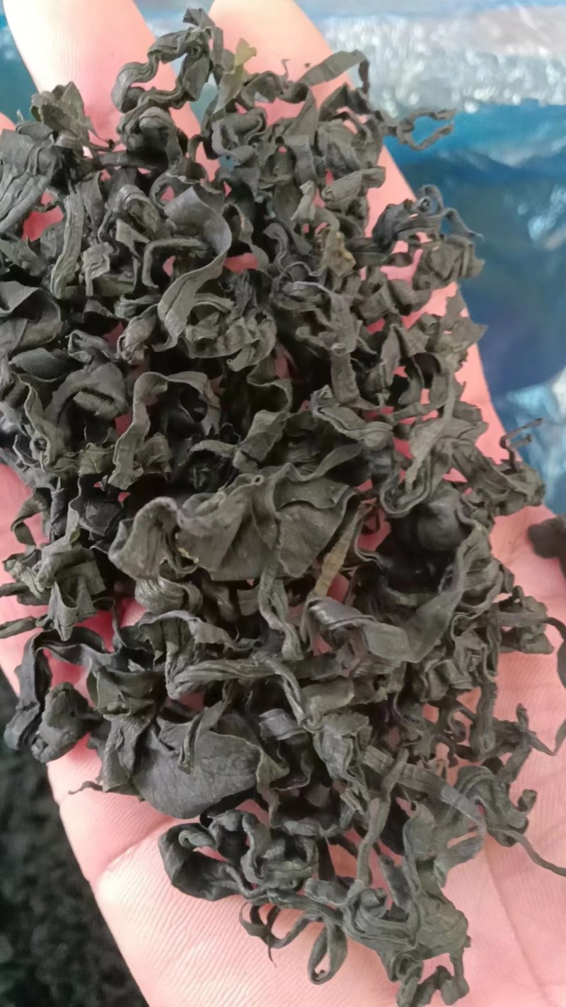L号出口级别裙带菜无黄叶！很绿！泡发率高！