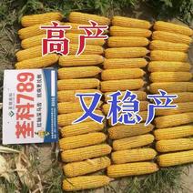 高产玉米种国审大品牌矮杆大棒抗旱抗倒耐高温抗锈病