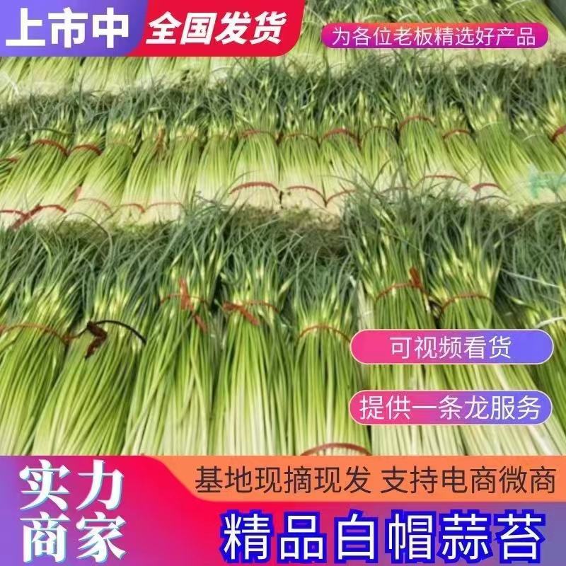 白帽蒜苔大量上市了蒜薹长度70公分产地专业代办无费用