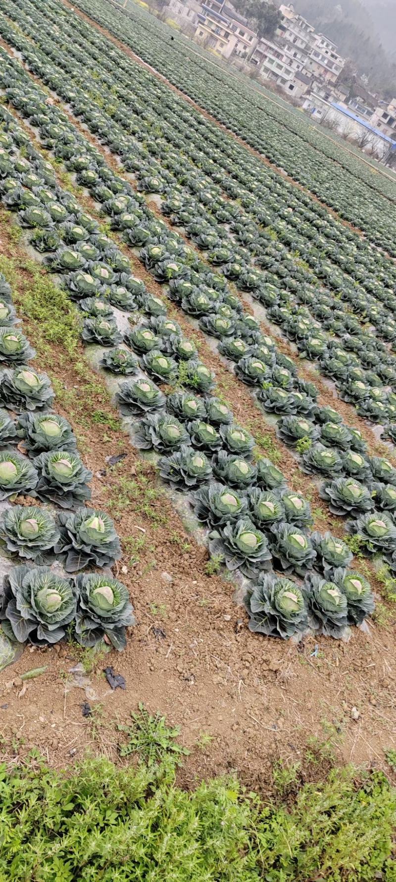 贵州蔬菜批发，质量保证，价格从优。