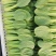【产地直供】【上海青】新鲜油菜对商超电商批发量大从优