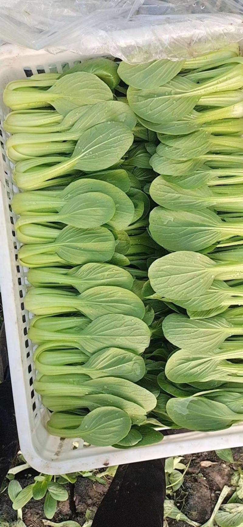 【产地直供】【上海青】新鲜油菜对商超电商批发量大从优