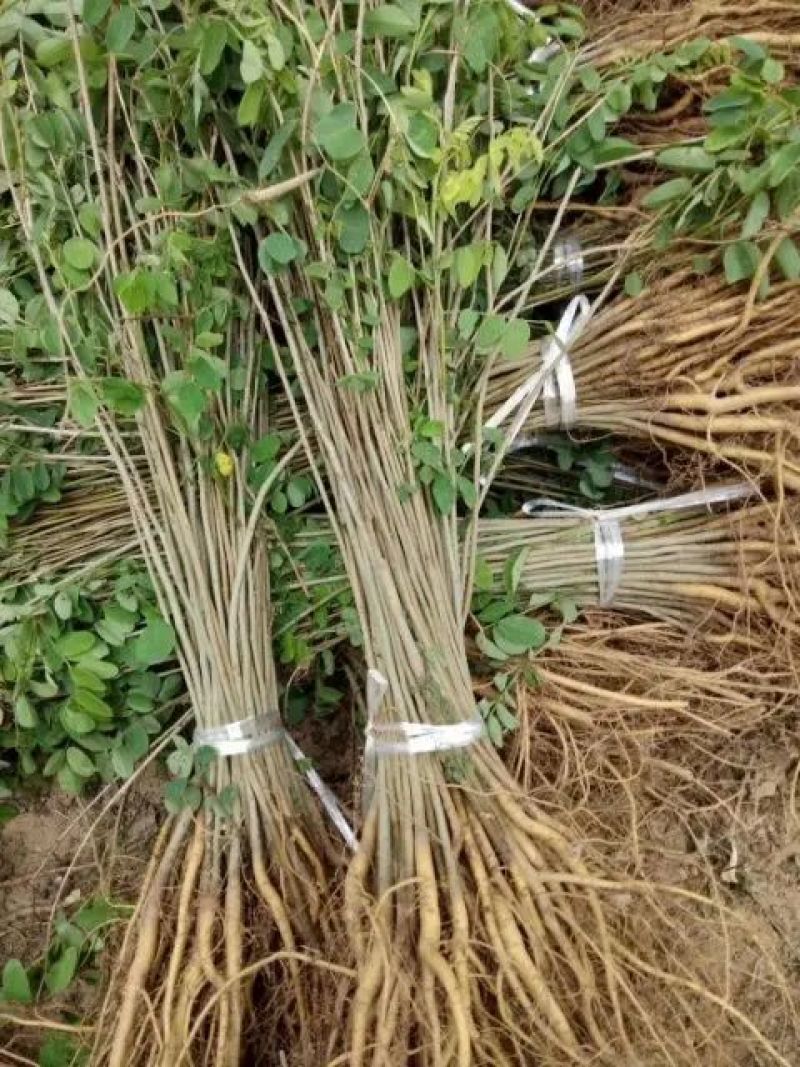 紫穗槐精品紫穗槐两年苗紫穗槐1米8高紫穗槐