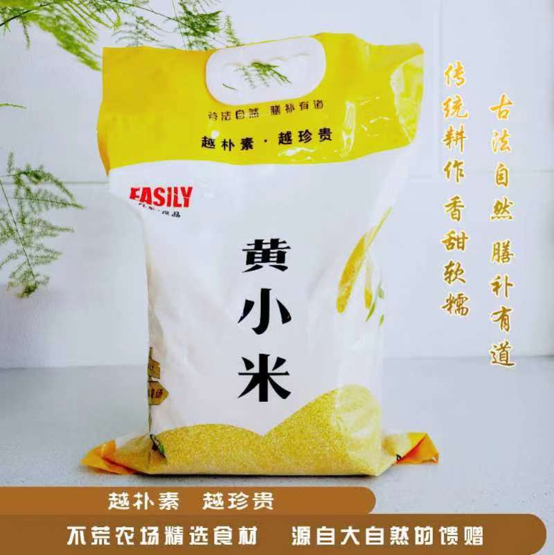 张家口市蔚县优质小米（金苗K1），采用生态种植