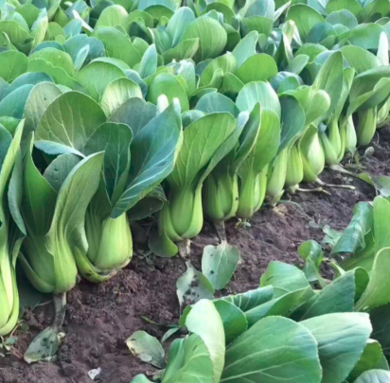【产地直供】【上海青】新鲜油菜对商超电商批发量大从优