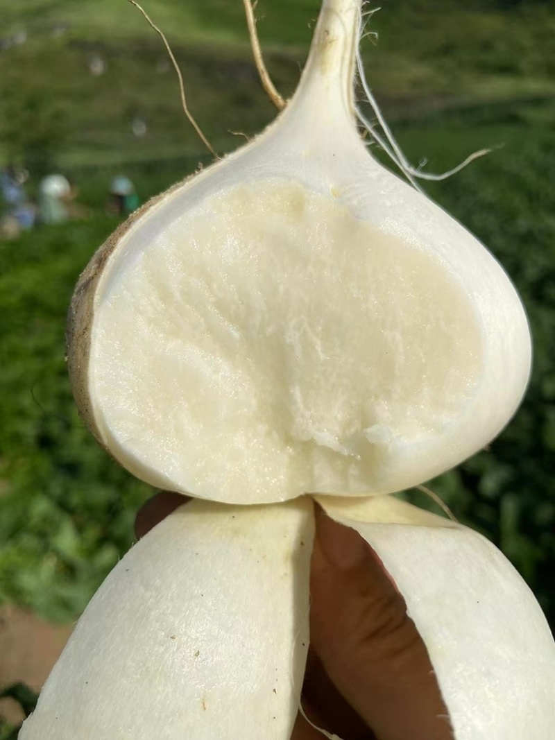 【热卖】湛江鲜凉薯、葛薯，货源充足，量大质优，可视频看货