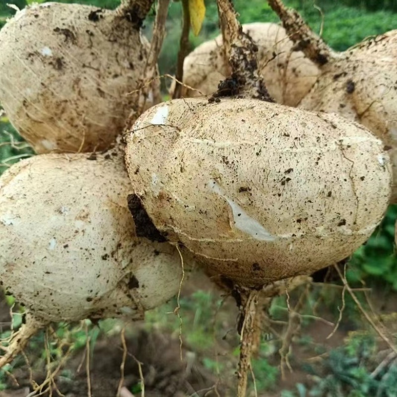 【热卖】湛江鲜凉薯、葛薯，货源充足，量大质优，可视频看货