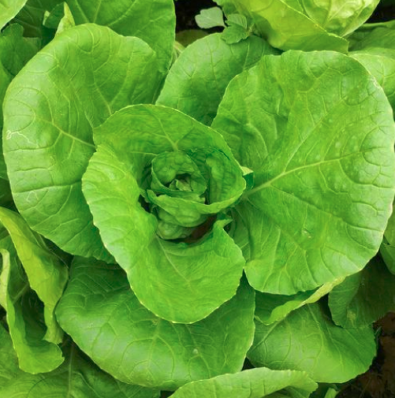 【好货降价】杭白菜新鲜脆嫩无丝小白菜量大从优