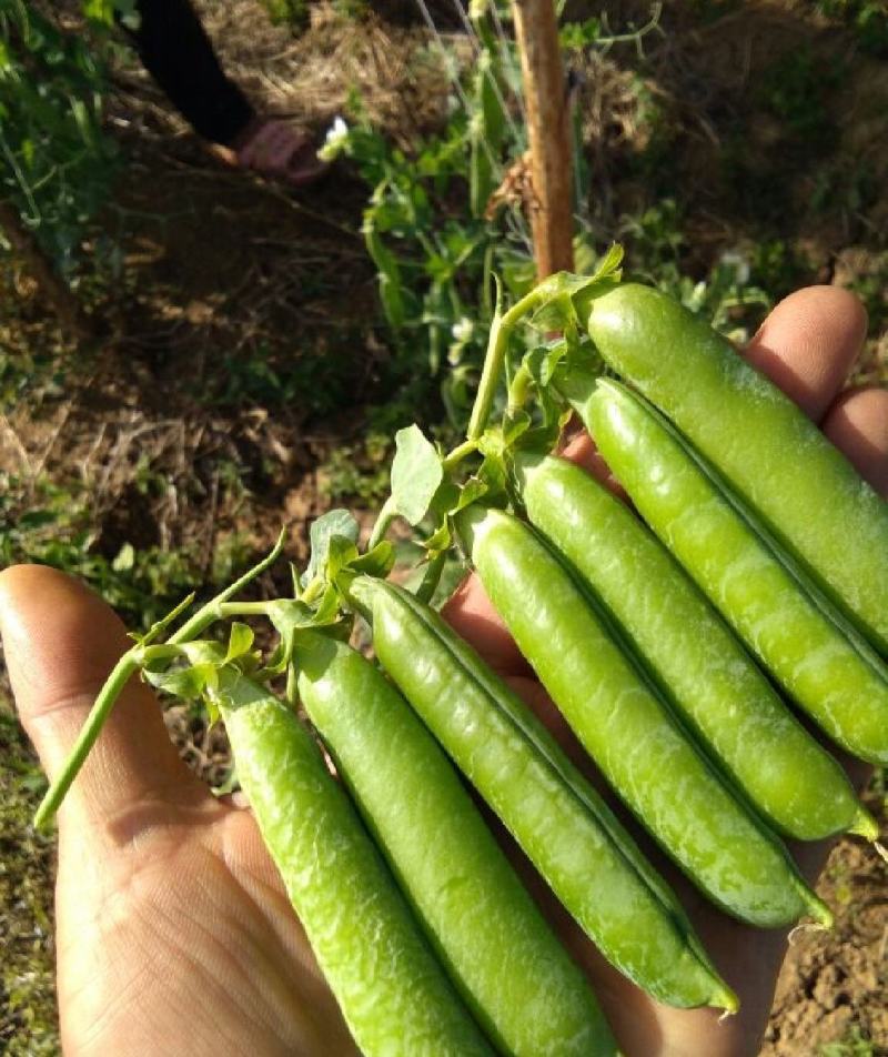 新鲜青豌豆长寿仁豌豆荚嫩豌豆角供电商平台甜豌豆