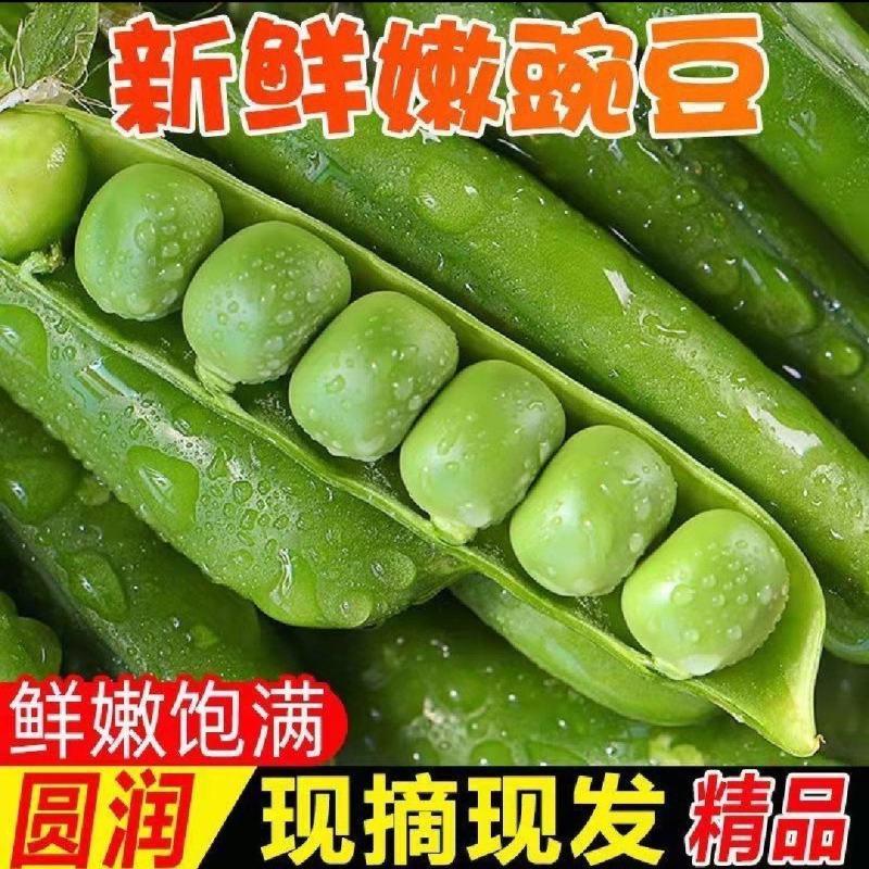 新鲜青豌豆长寿仁豌豆荚嫩豌豆角供电商平台甜豌豆