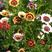 花环菊种子三色菊彩虹轮菊蒿子茼蒿菊花种籽庭院室外阳台盆栽