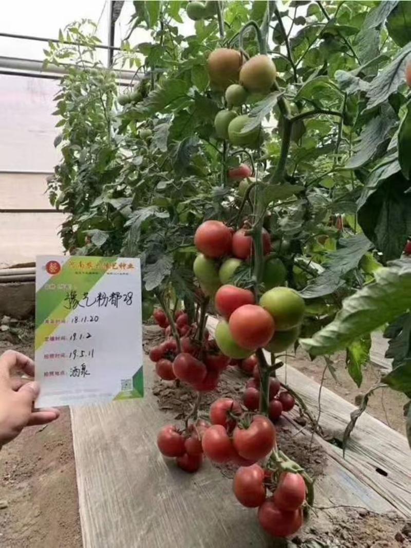 粉都28西红柿种子番茄种子大果高产早春露地种植口感好抗病