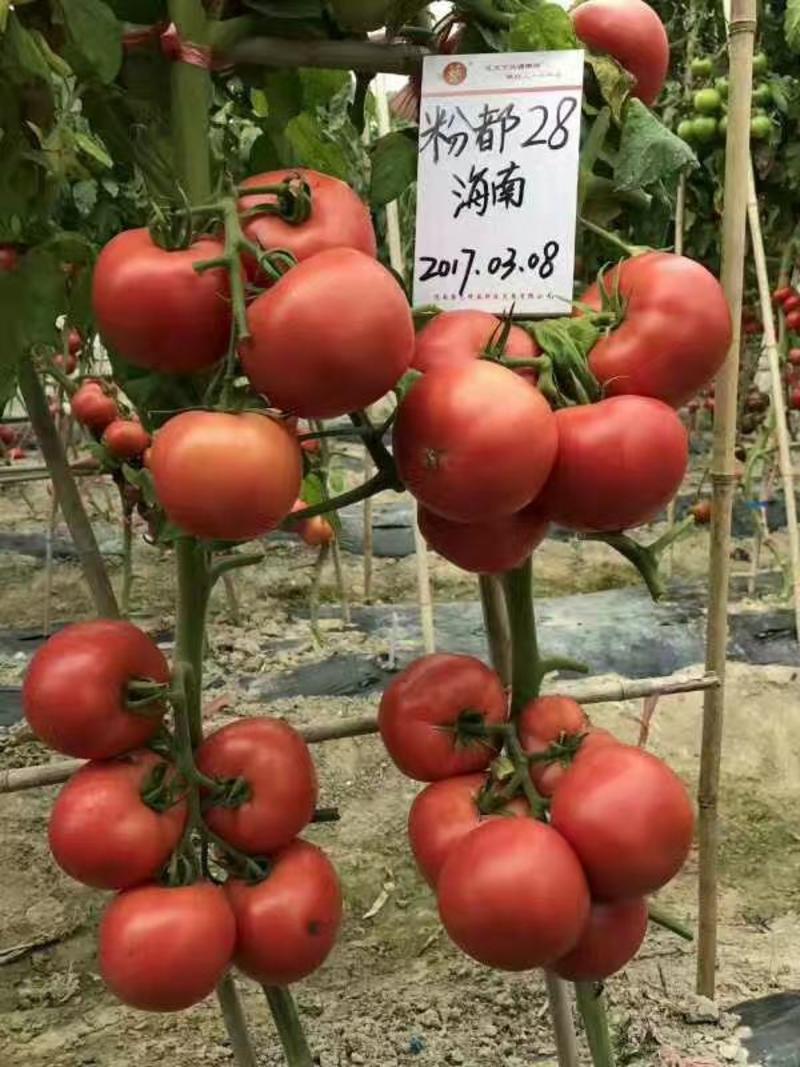 粉都28西红柿种子番茄种子大果高产早春露地种植口感好抗病