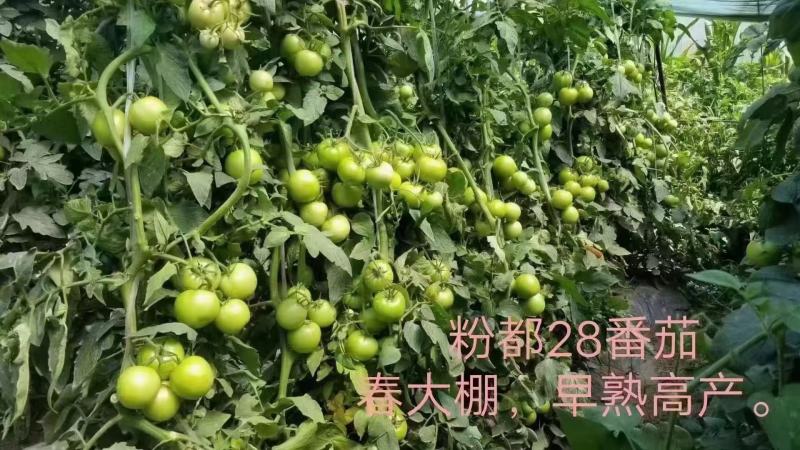 粉都28西红柿种子番茄种子大果高产早春露地种植口感好抗病