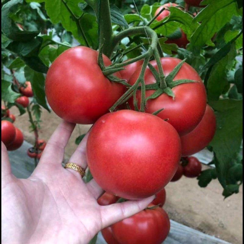 粉果番茄苗，越冬大果西红柿苗，耐低温抗死棵不裂果硬粉