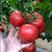 粉果番茄苗，越冬大果西红柿苗，耐低温抗死棵不裂果硬粉