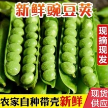 新鲜豌豆荚多多买菜电商货青碗豆甜豌豆荚嫩豌豆角