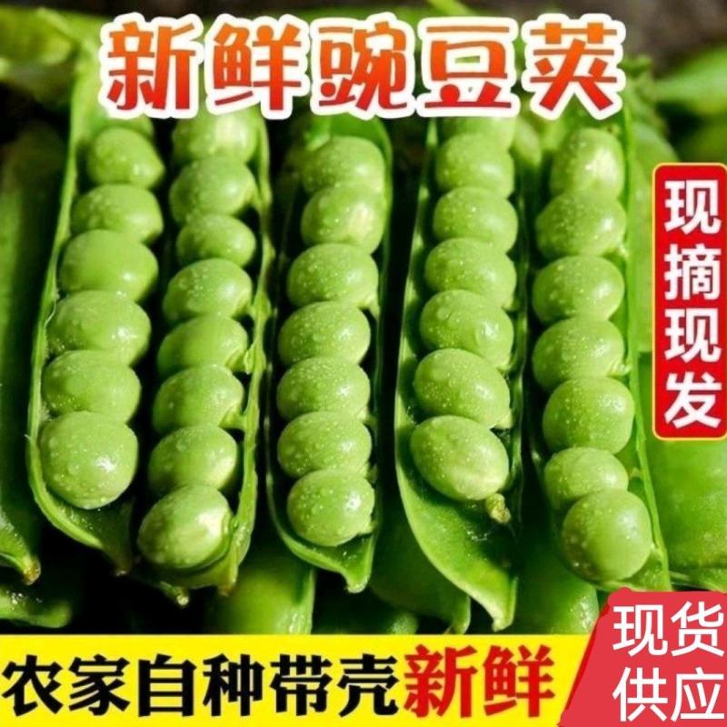 新鲜豌豆荚多多电商青碗豆白老豌豆荚甜嫩豌豆角